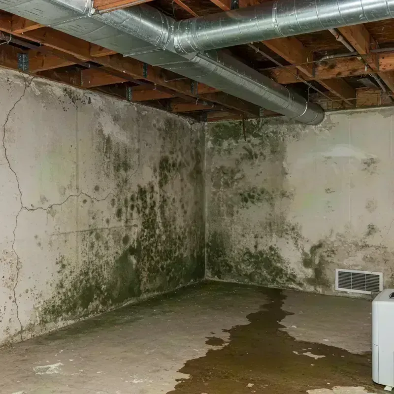 Professional Mold Removal in Moberly, MO